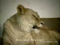 Lions :) Lions :)