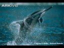 just the beautiful animals of the water 
and cathar rythm by era