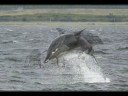 just the beautiful animals of the water 
and cathar rythm by era