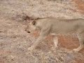 lions at safari - tsavo east, kenya (august, 2006)
