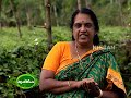 Scientific cultivation practices of little gourd from planting to marketing