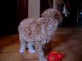 Caniche video
