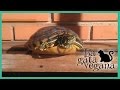 COMO SABER SI UNA TORTUGA ESTA SANA