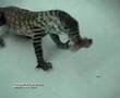 Komodo Dragon from a parthenogenetic egg eating.