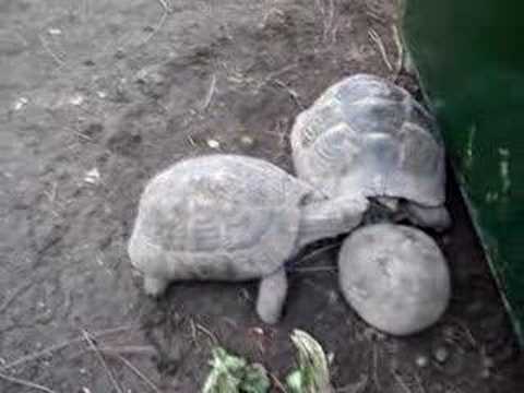 Turtle Bully