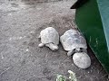 Killer turtle
