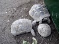 Killer turtle