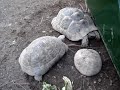 Killer turtle