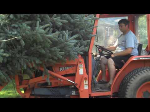 how to transplant grass trees