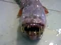 god bless all creatures, big and sma.. HOLY F**K WHAT IS THAT http://bit.ly/32NJT
