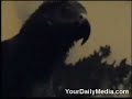 The funniest Parrot alive!!!