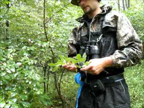 how to control autumn olive