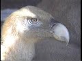 Captura y marcaje de buitres comunes (Gyps fulvus) Captura y marcaje de buitres comunes (Gyps fulvus)