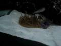 videos de clown fish.wmv