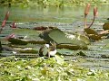 ?????Jacana fighting