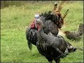 Virginia Farm Bureau - ABCs of Agriculture - Turkey Virginia Farm Bureau - ABCs of Agriculture - Turkey