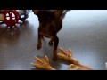 pincher toy e cavalier king che giocano