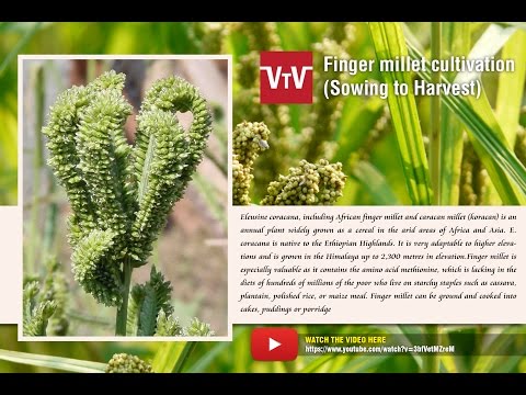 how to grow millet