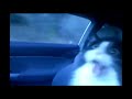 Car Blows Cat&rsquo;s Mind - The Translation