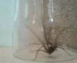 BIG-Spider
