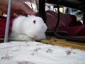 ??????? Rabbit in blanket2008/10/06 ??????? Rabbit in blanket2008/10/06