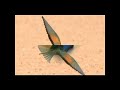 the best arabic music (Fairouz ) موسيقى أغنية طير الوروار لفيروز