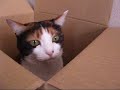 猫、調査する - Cat investigates new thing.
