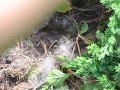 Nest of Baby Rabbits (Bunnies) in Grimsby Ontario