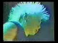 discharge live 83   why?/the blood runs red