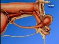 Vet Tv - Renal  2