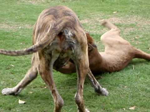 gran danes
