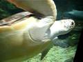 videos de Genoa Aquarium