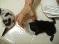 チャコル＆マーブル育児日記 ～生後18日目 ミルク