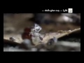 طريقة تزاوج غريبة لنوع من الحشرات.wmv
