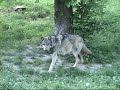 Loups de Sainte-Croix