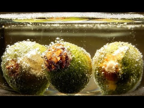 how to fertilize queen palms