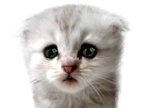 Retardid cat