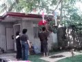 altenative dolly (a tree!)