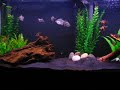 55 Gallon Fish Tank Community