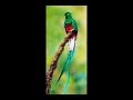 El Quetzal El Quetzal