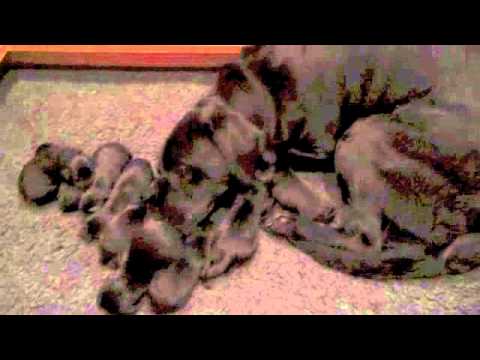 Mille Newborn British Labrador Puppies