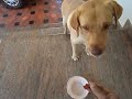 INTELLIGENT DOG