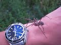 Gaint house spider