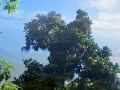 Caminata al Chinchontepec