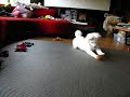 kismet kiwi kill 4
