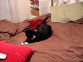 videos de Boots & The Red Dot of Evil