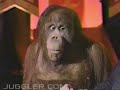 Bobby Berosinis Orangutans Bobby Berosinis Orangutans