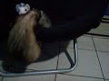 Ferrets Playing in Chair! (vid 6) Ferrets Playing in Chair! (vid 6)
