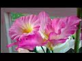 Aiptek A-HD Camera Review