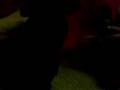 videos de Zilla the Zebra